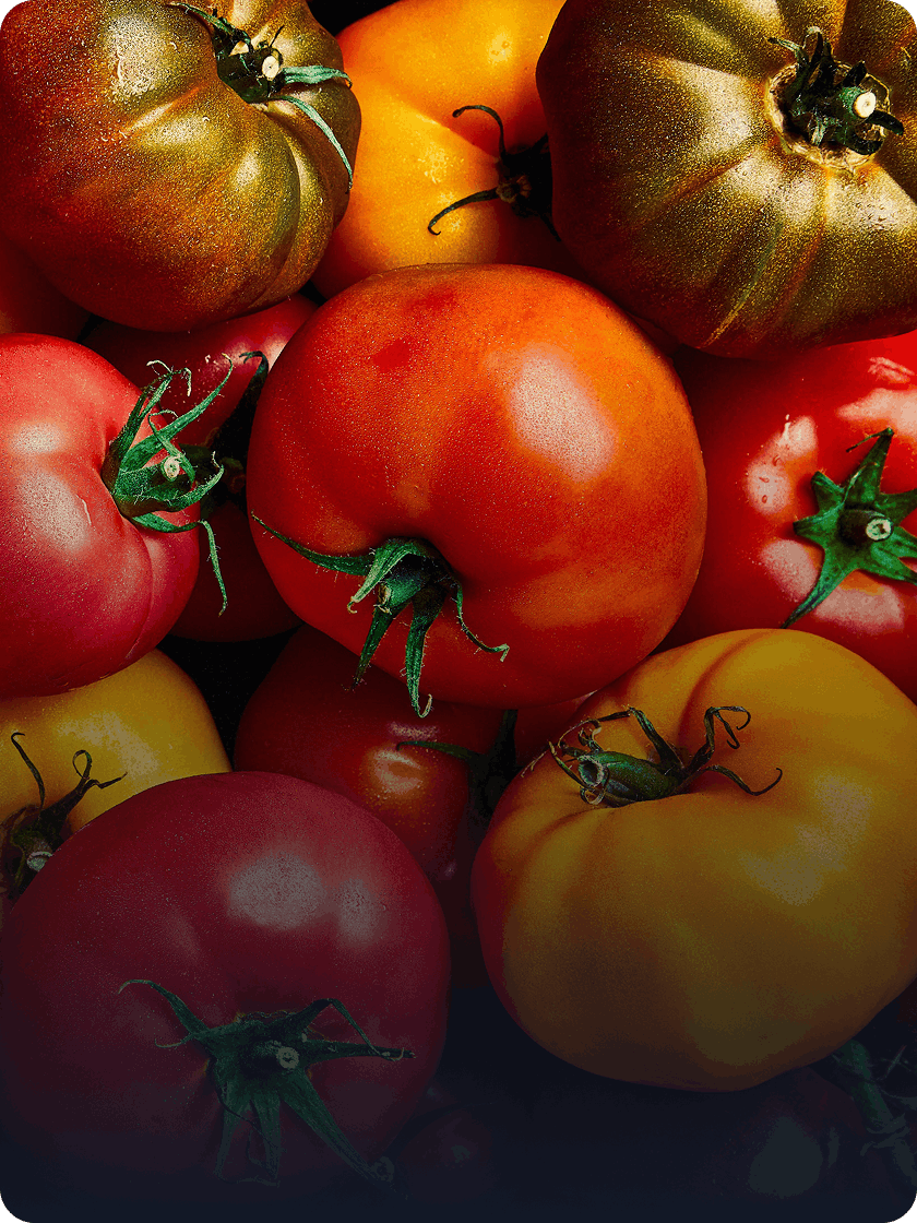 Close-up of a mix of colourful heirloom tomatoes by Cidacos